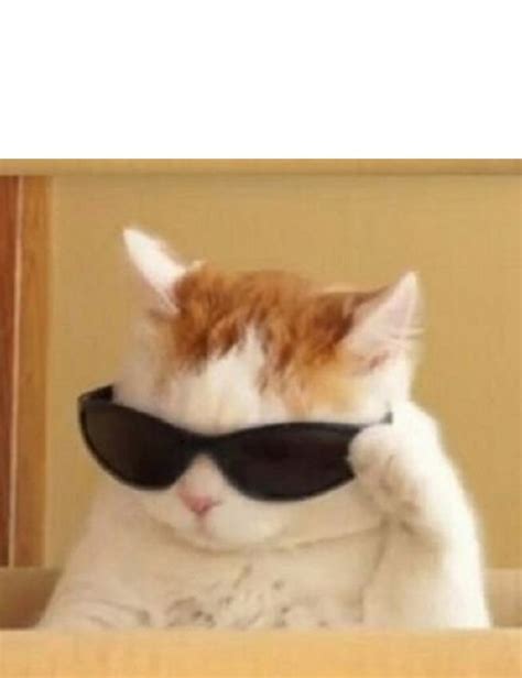 funny cat with glasses meme